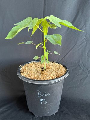 Papaya - 'Bella F1' (Hybrid) 1G