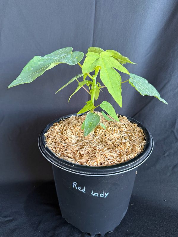 Papaya - 'Red Lady' 1G