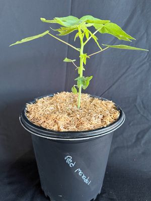 Papaya - 'Red Maradol' 1G