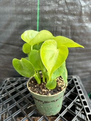 Monstera Deliciosa 4”