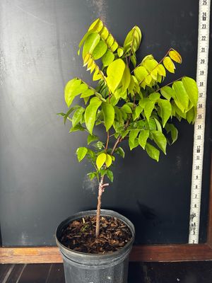 Starfruit - Fwang Tung (Averrhoa carambola ) 1G
