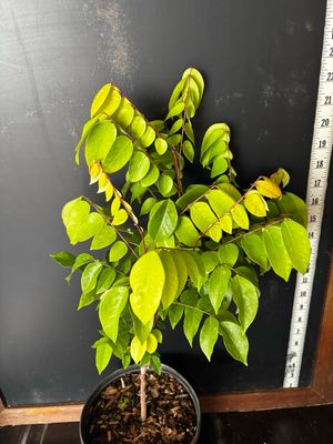 Starfruit - Fwang Tung (Averrhoa carambola ) 1G