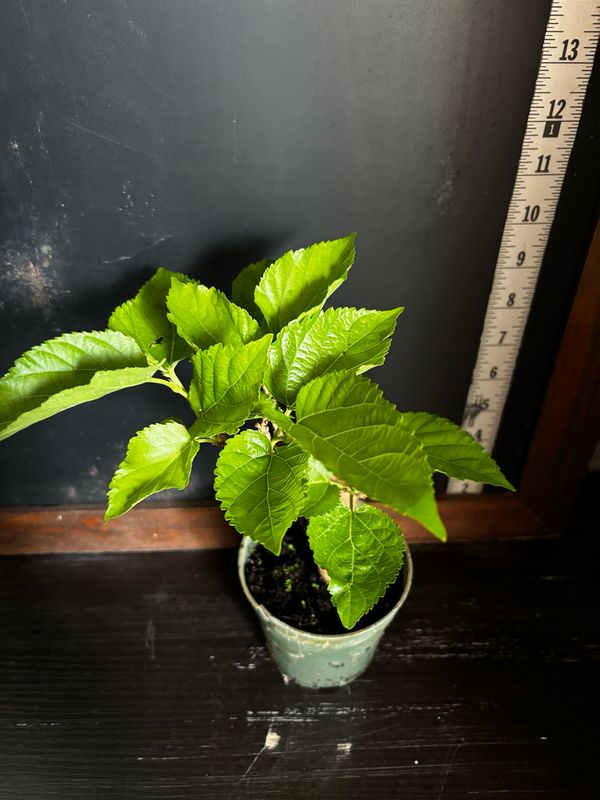 Mulberry - Unryu/Corkscrew (Morus alba) 4”