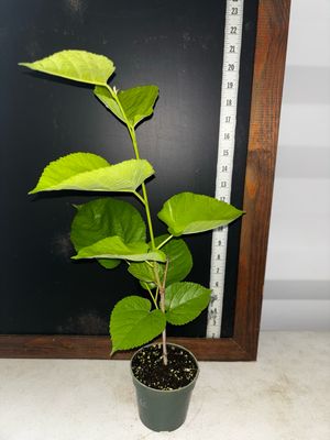 Mulberry - Tice (Morus spp.) 4”