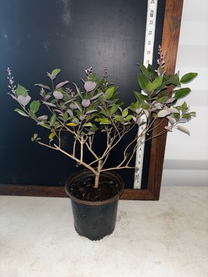 Arabian Lilac / Vitex - Purple (Vitex trifolia ‘Purpurea’) 1G
