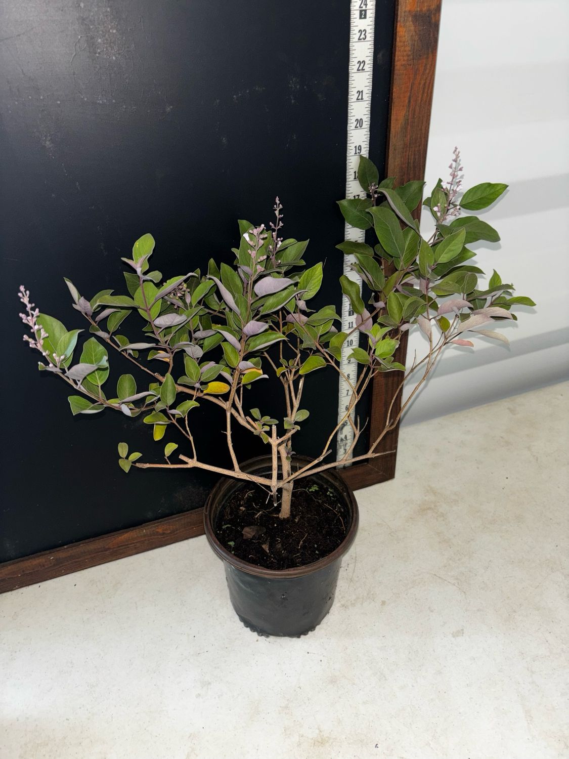 Arabian Lilac / Vitex - Purple (Vitex trifolia ‘Purpurea’) 1G