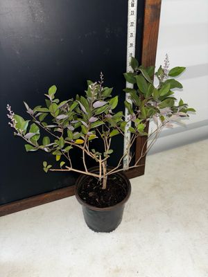 Arabian Lilac / Vitex - Purple (Vitex trifolia ‘Purpurea’) 1G