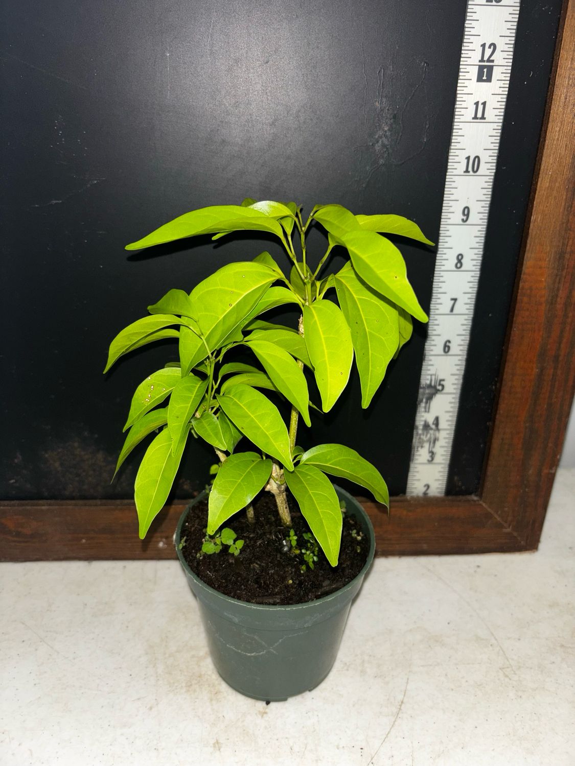 Garlic Vine / Ajo Sacha (Mansoa hymenaea) 4”