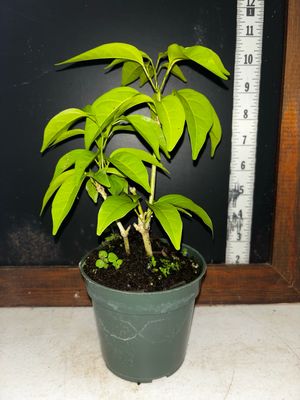 Garlic Vine / Ajo Sacha (Mansoa hymenaea) 4”