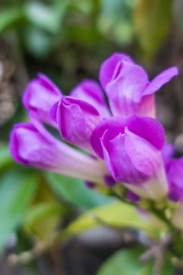Garlic Vine / Ajo Sacha (Mansoa hymenaea) 4”