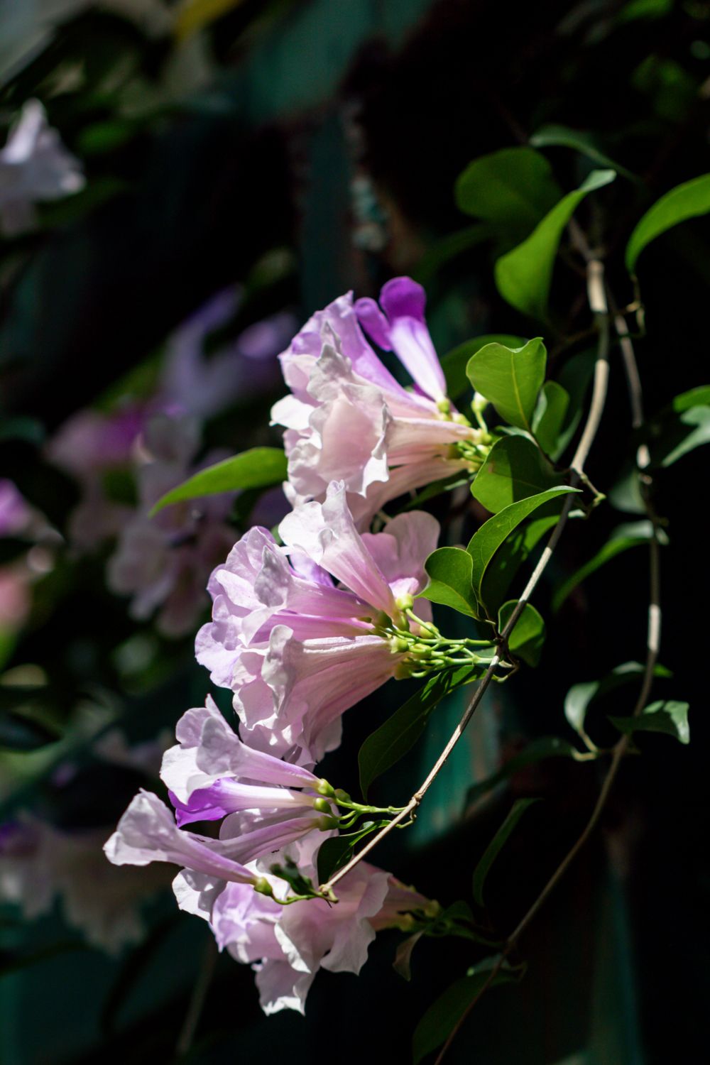Garlic Vine / Ajo Sacha (Mansoa hymenaea) 4”