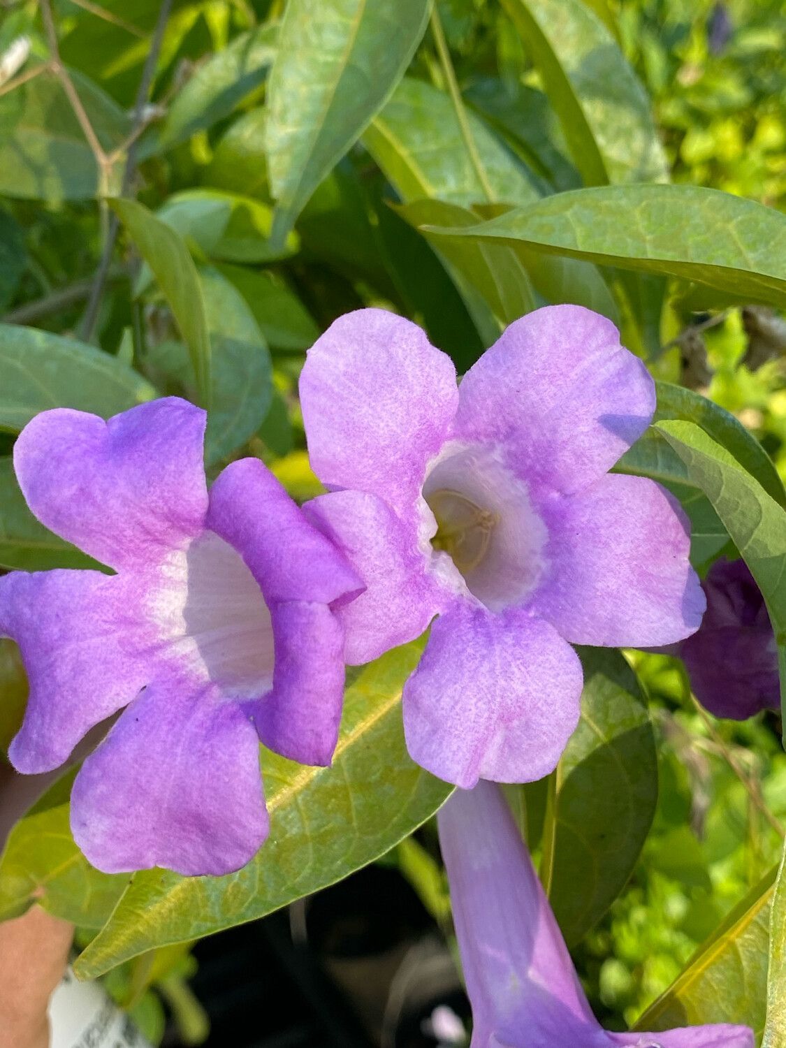 Garlic Vine / Ajo Sacha (Mansoa hymenaea) 4”