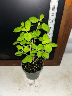 Orégano - Mexican (Lippia graveolens) 4”
