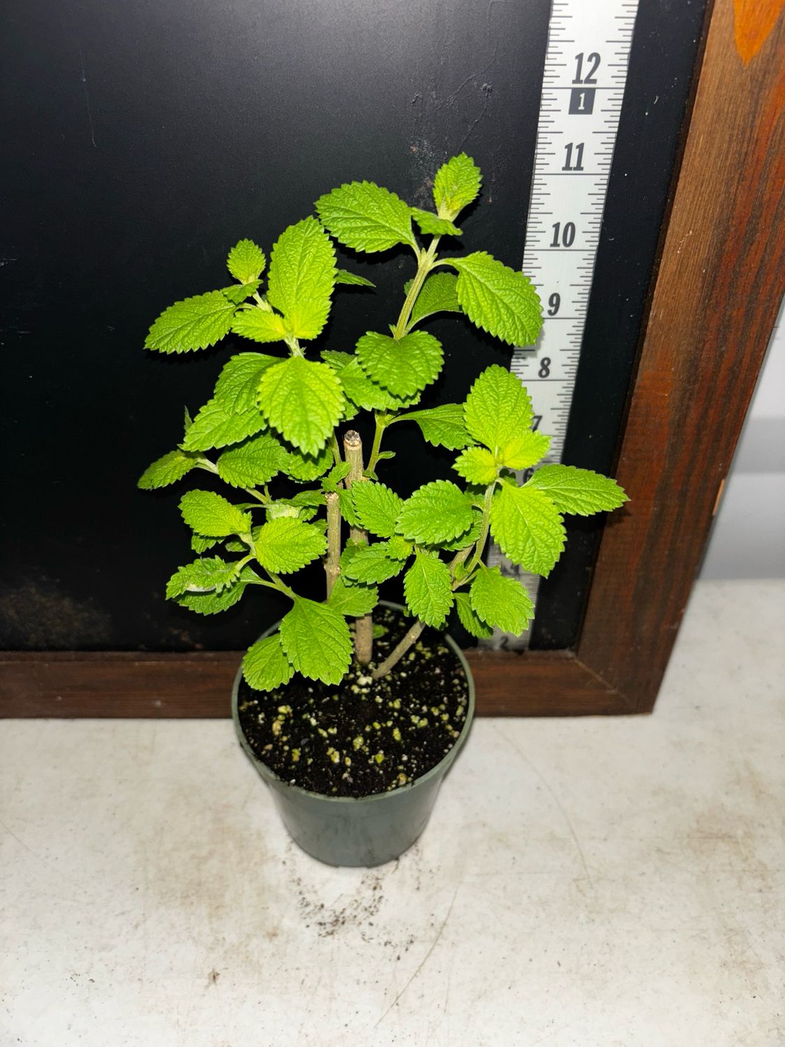 Orégano - Mexican (Lippia graveolens) 4”