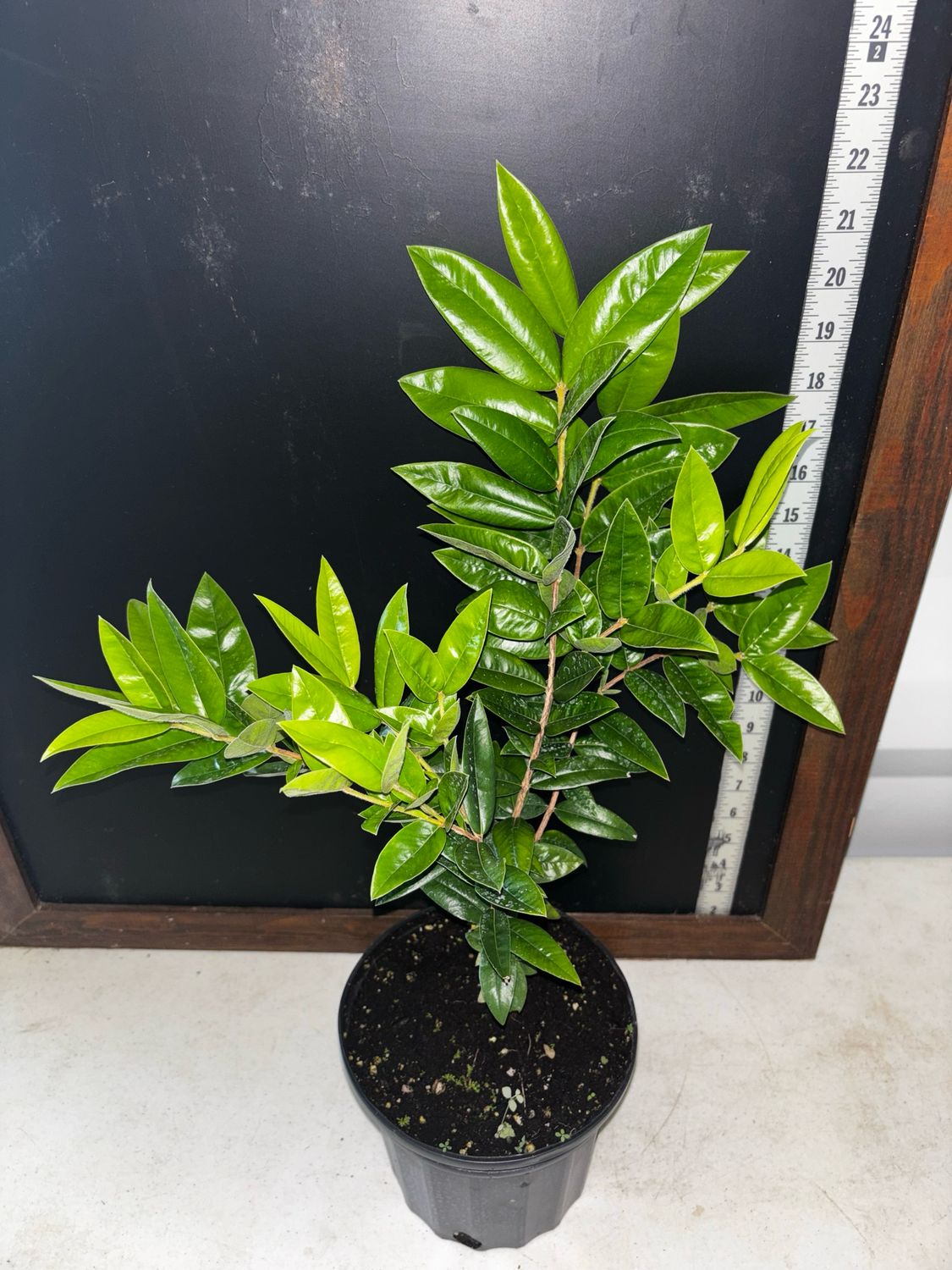 Yellow Jaboticaba Tree — 1-Gallon | Myrciaria glazioviana