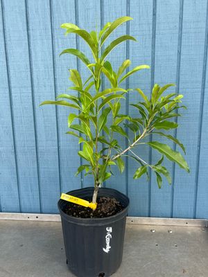 White Sapote - Redlands (Casimiroa edulis) - 3 Gal