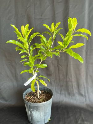 Sapodilla - Alano (Manilkara zapota ‘Alano’) – 3 Gallon