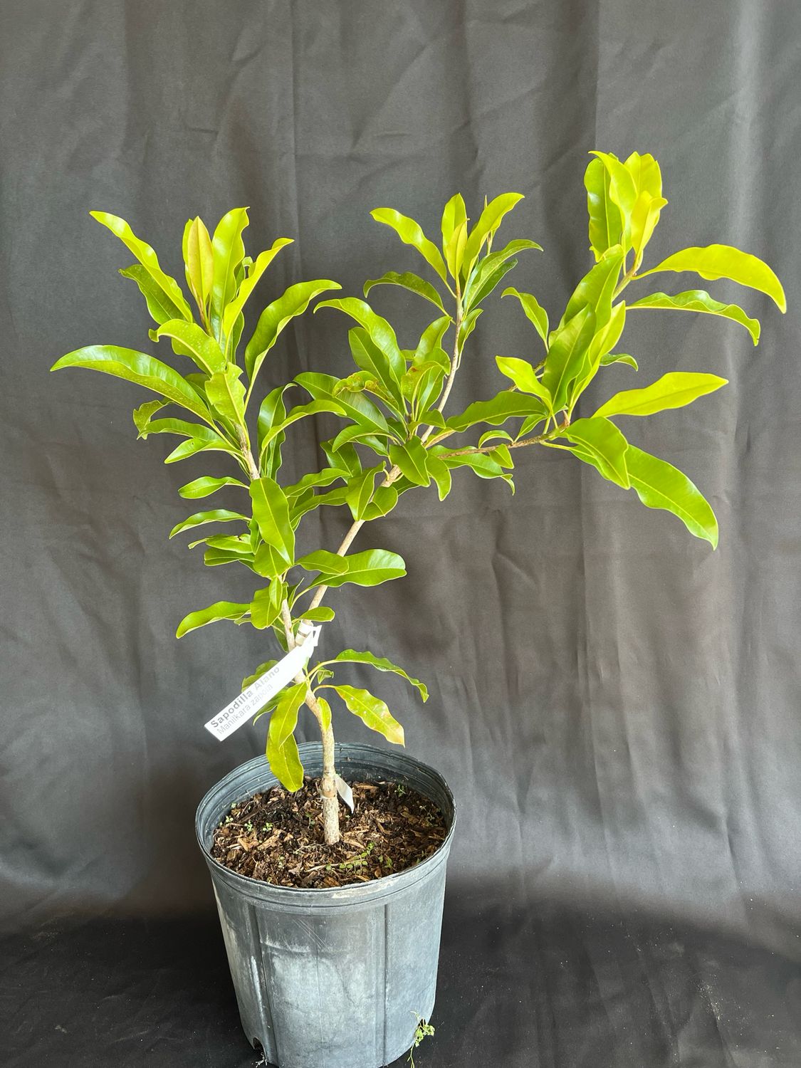 Sapodilla - Alano (Manilkara zapota ‘Alano’) – 3 Gallon