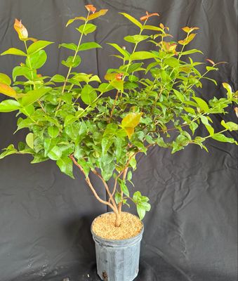 Cherry - Surinam, Red (Eugenia uniflora) 1G