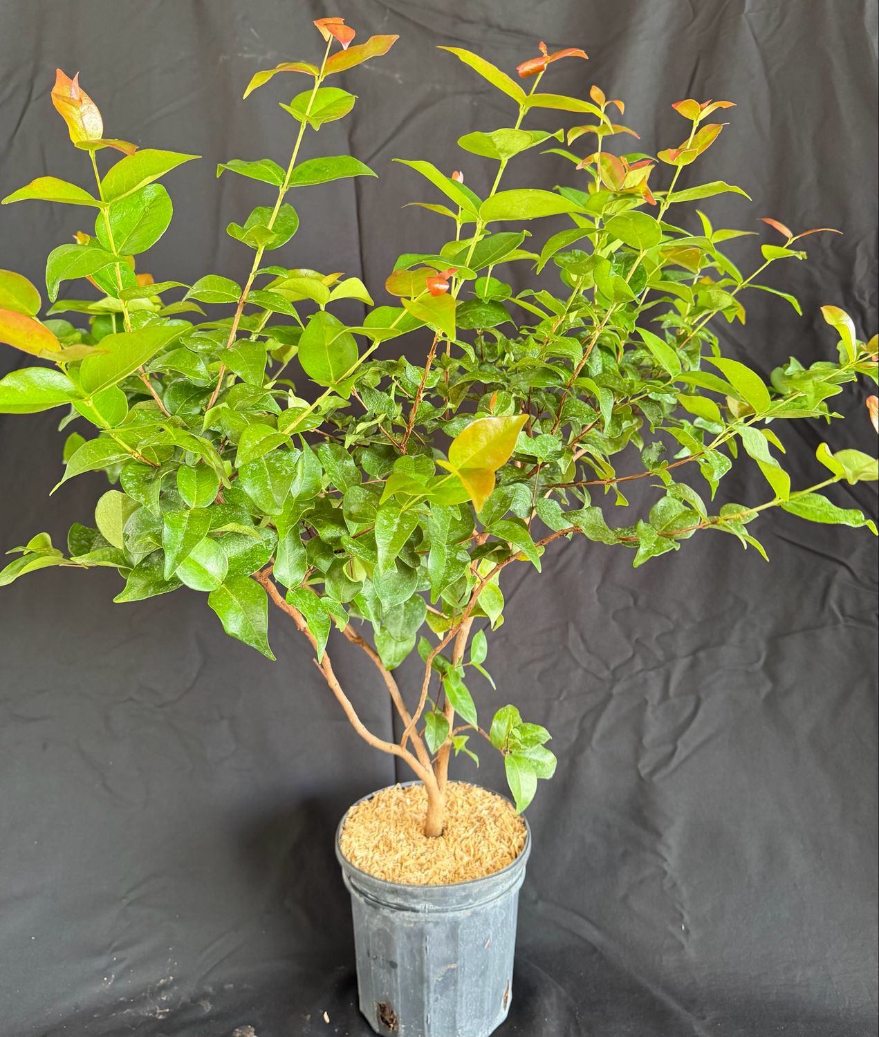 Cherry - Surinam, Red (Eugenia uniflora) 1G