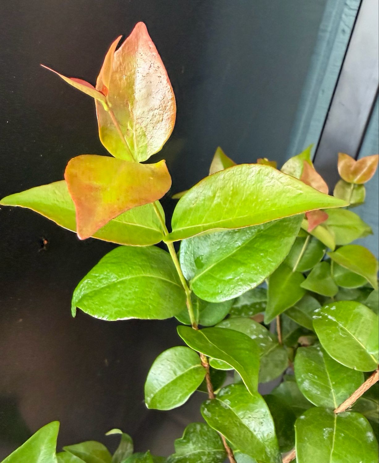Cherry - Surinam, Red (Eugenia uniflora) 1G