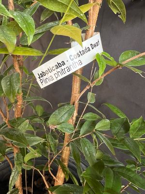Jaboticaba Tree Grape - Dwarf Costada (Plinia phitanthra) 3G