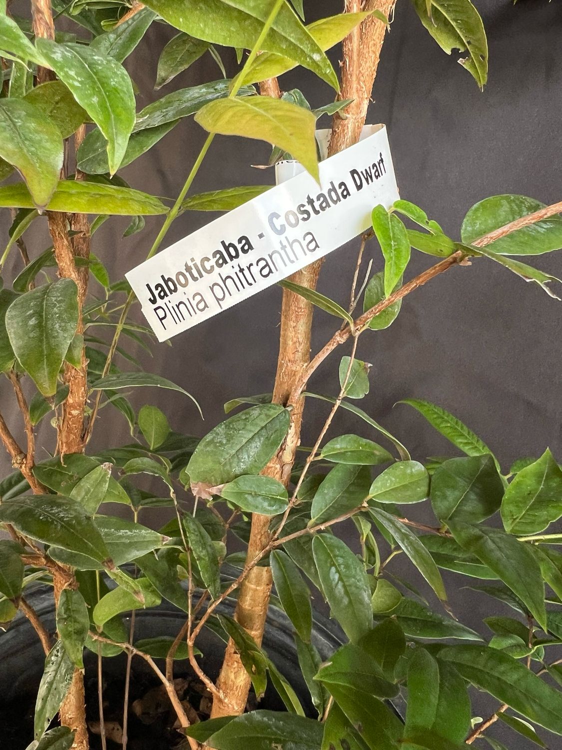Jaboticaba Tree Grape - Dwarf Costada (Plinia phitanthra) 3G