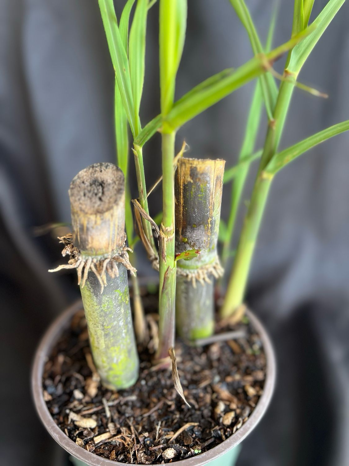 Sugarcane (Saccharum officinarum) 2G