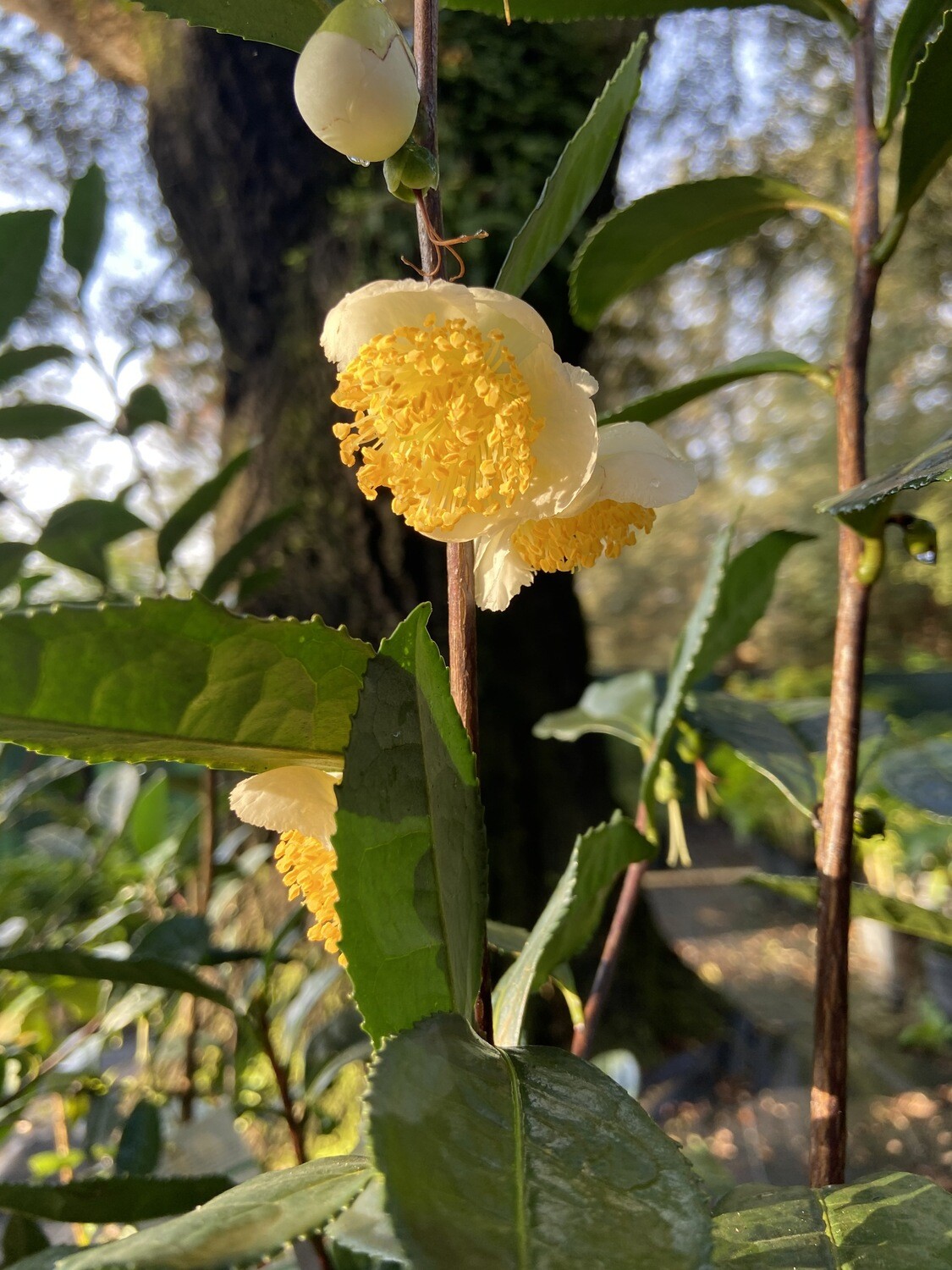 Camillia - Large Leaf "Assam" Tea (Camelia sinensis var. assamica) 3G