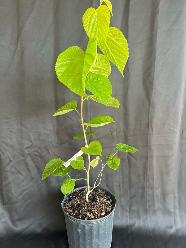 Mulberry - Shangri-La (Morus alba x rubra) 1G
