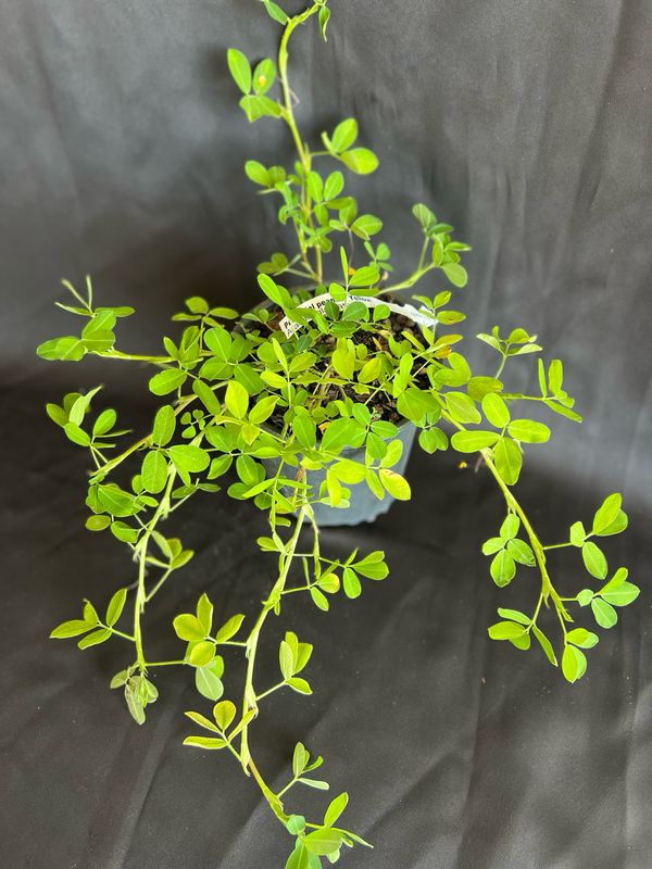 Perennial Peanut - Yellow (Arachis glabrata) 1G