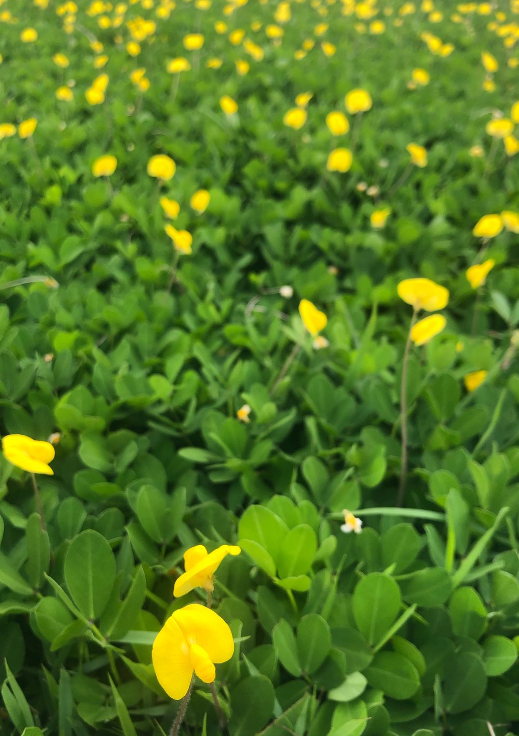 Perennial Peanut - Yellow (Arachis glabrata) 1G