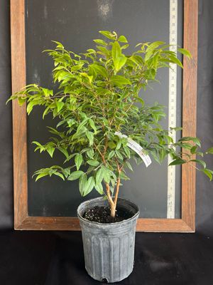 Jaboticaba Tree - Dwarf Costada (Plinia phitanthra) 1G