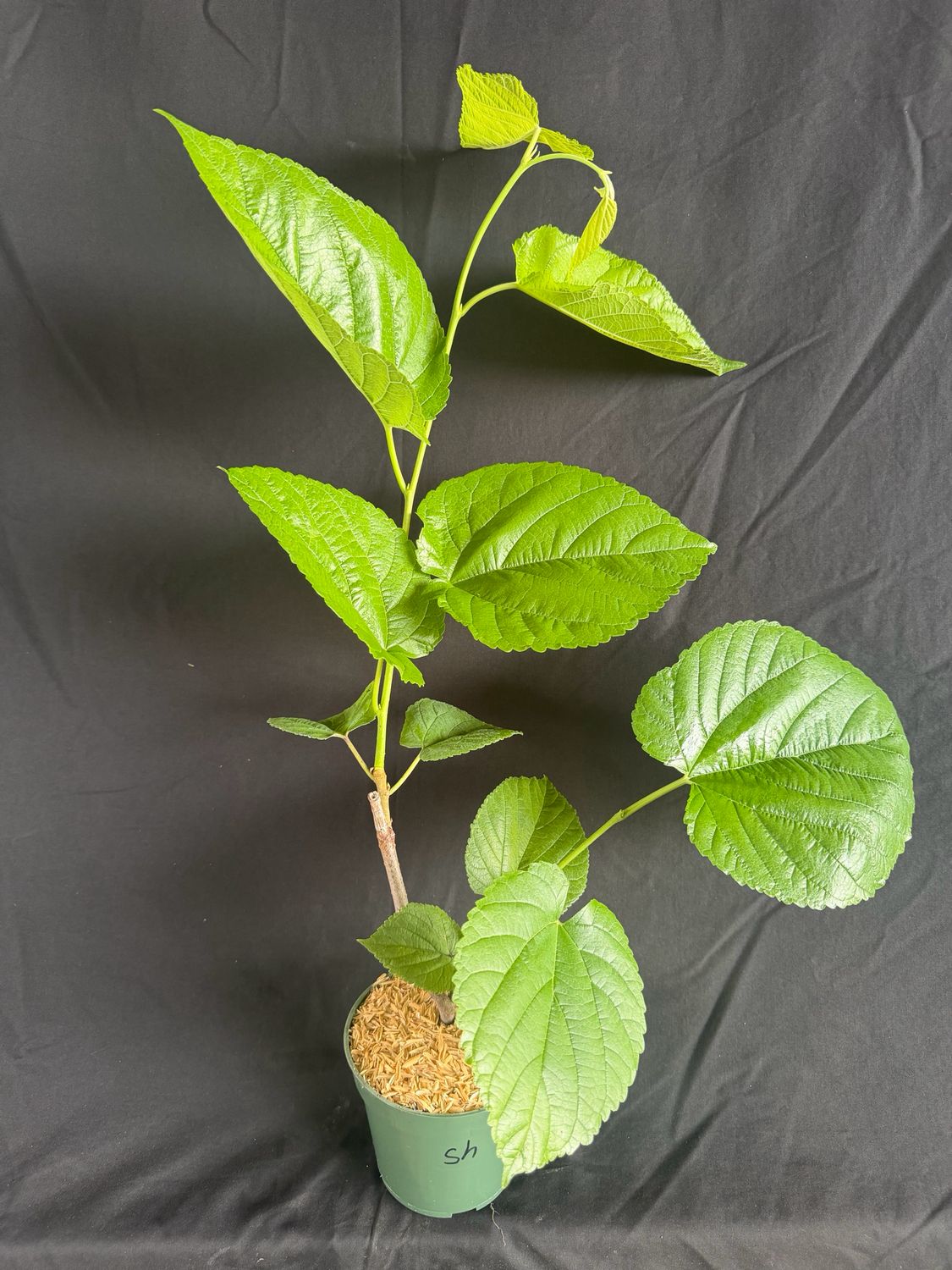 Mulberry - Shangri-La (Morus alba x rubra) 4"