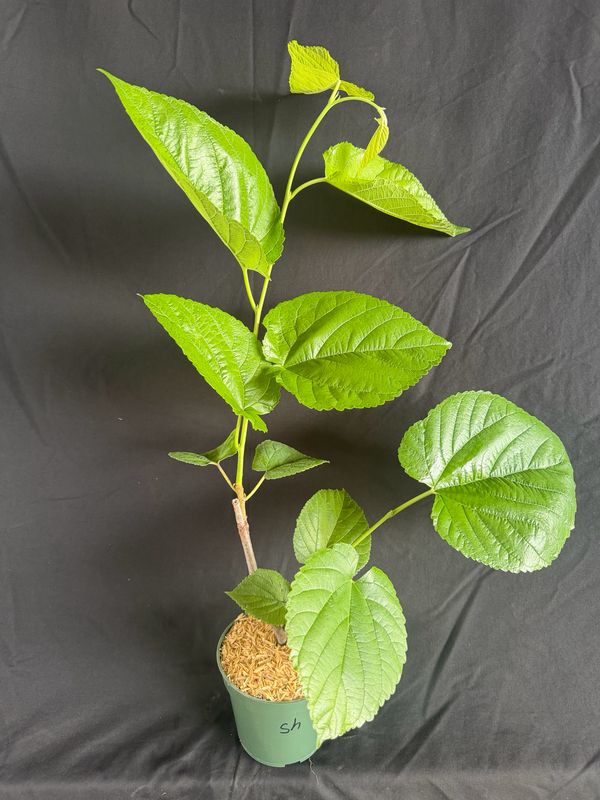 Mulberry - Shangri-La (Morus alba x rubra) 4" (new size)