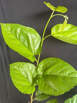 Mulberry - Shangri-La (Morus alba x rubra) 4"