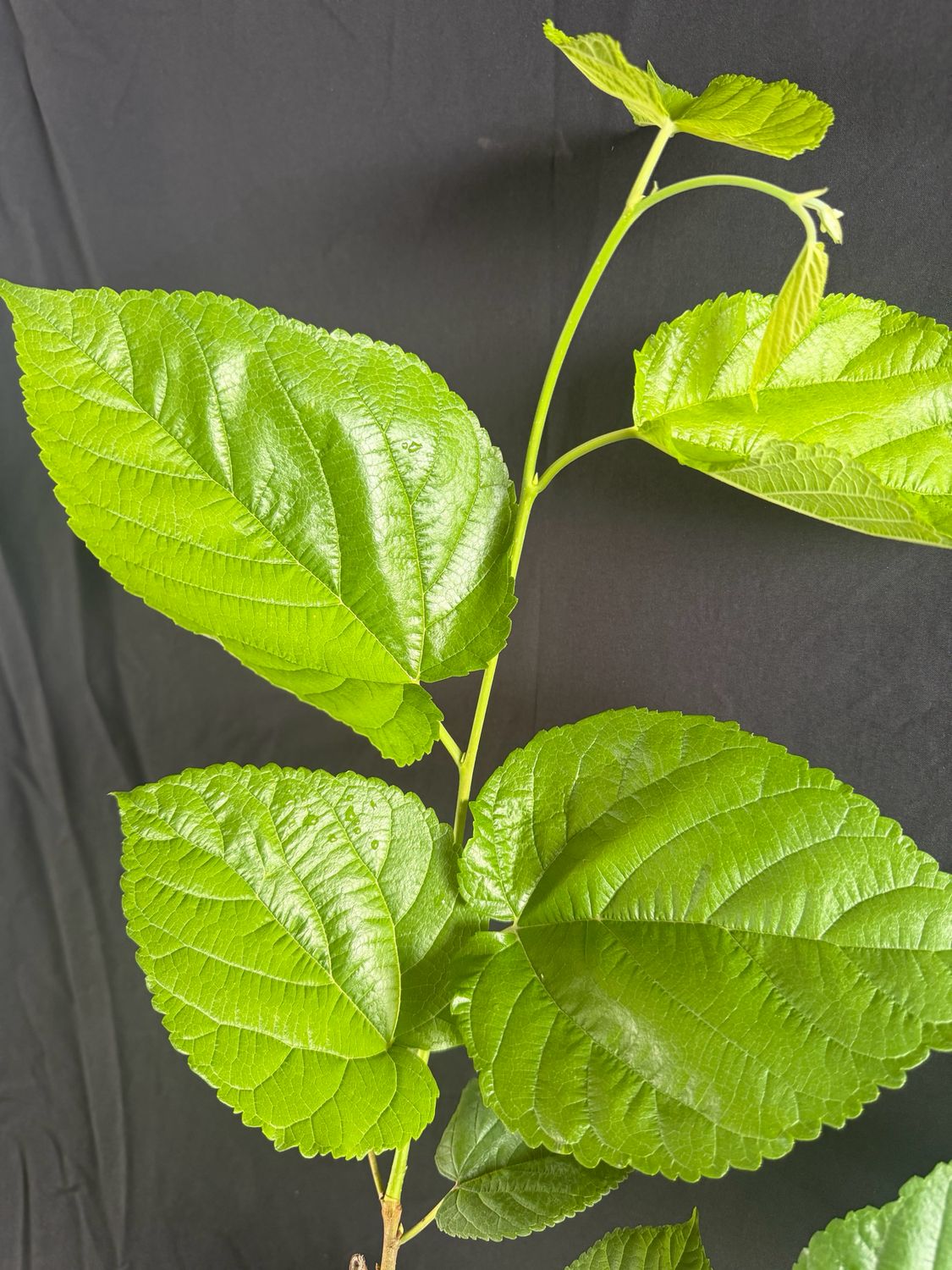 Mulberry - Shangri-La (Morus alba x rubra) 4"