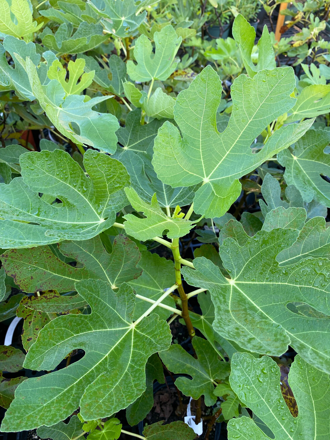 Fig - Brown Turkey (Ficus carica) 3G (new)