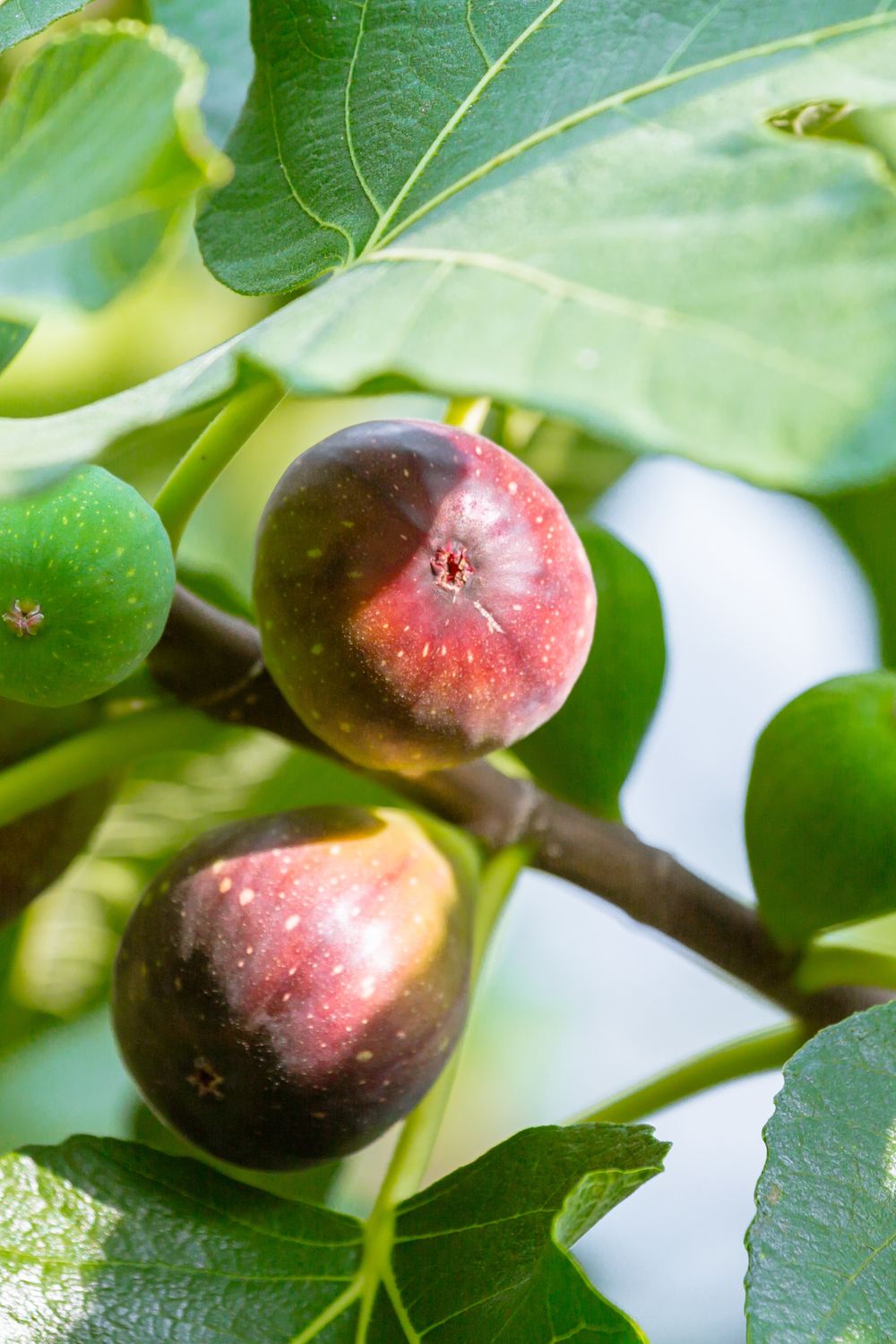 Fig - Brown Turkey (Ficus carica) 3G (new)