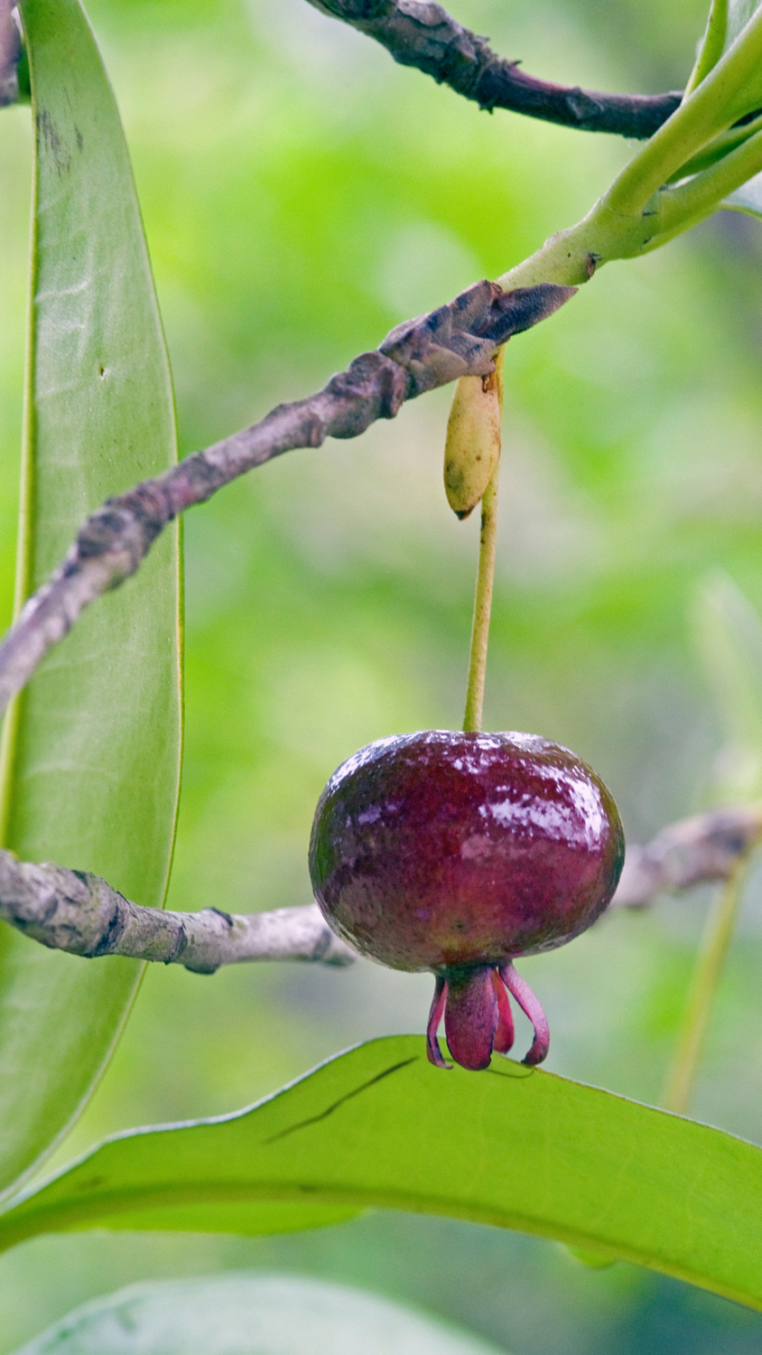 Cherry - Grumichama (Eugenia brasiliensis) 1G