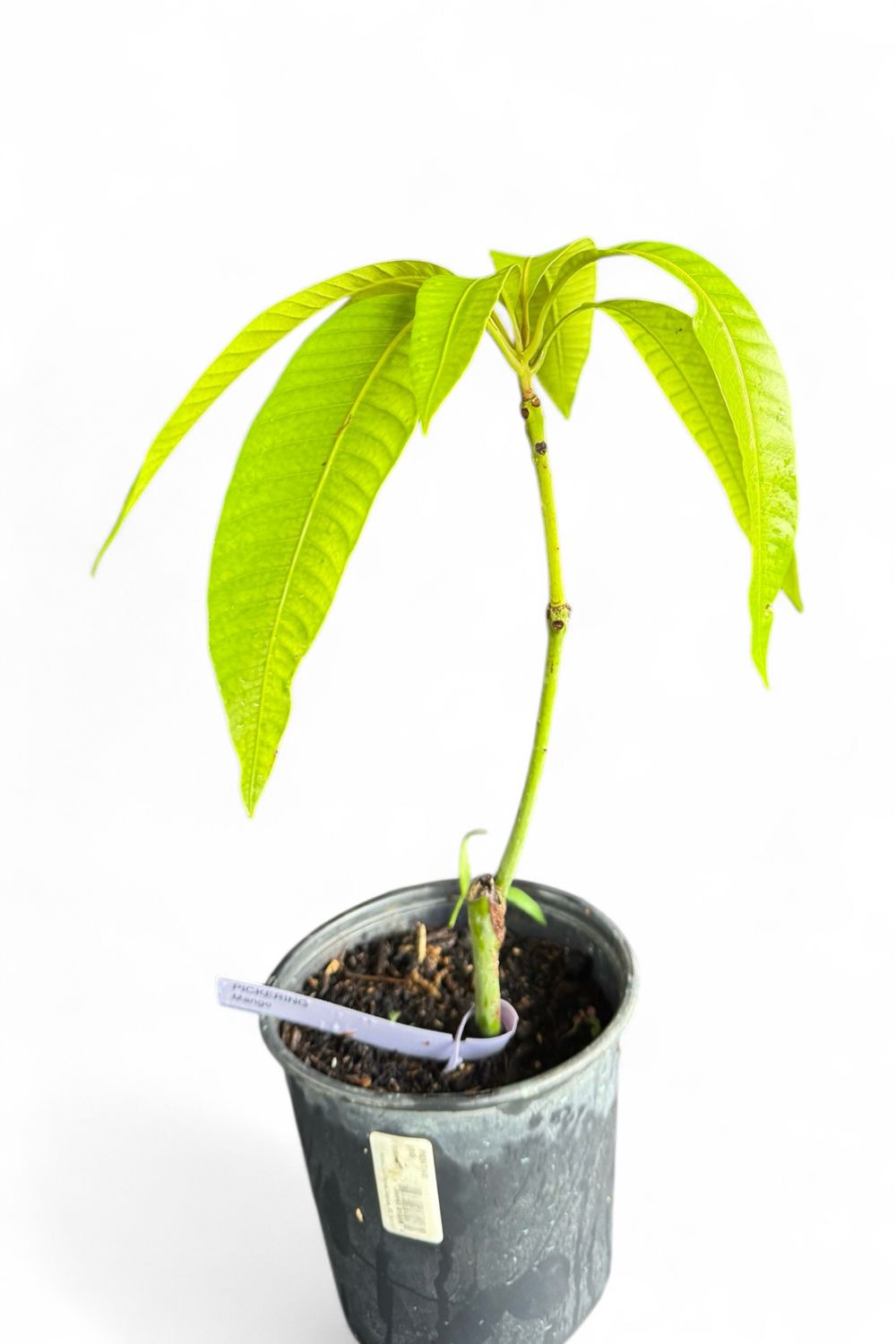 Mango - Pickering (Mangifera indica), 1 Gal