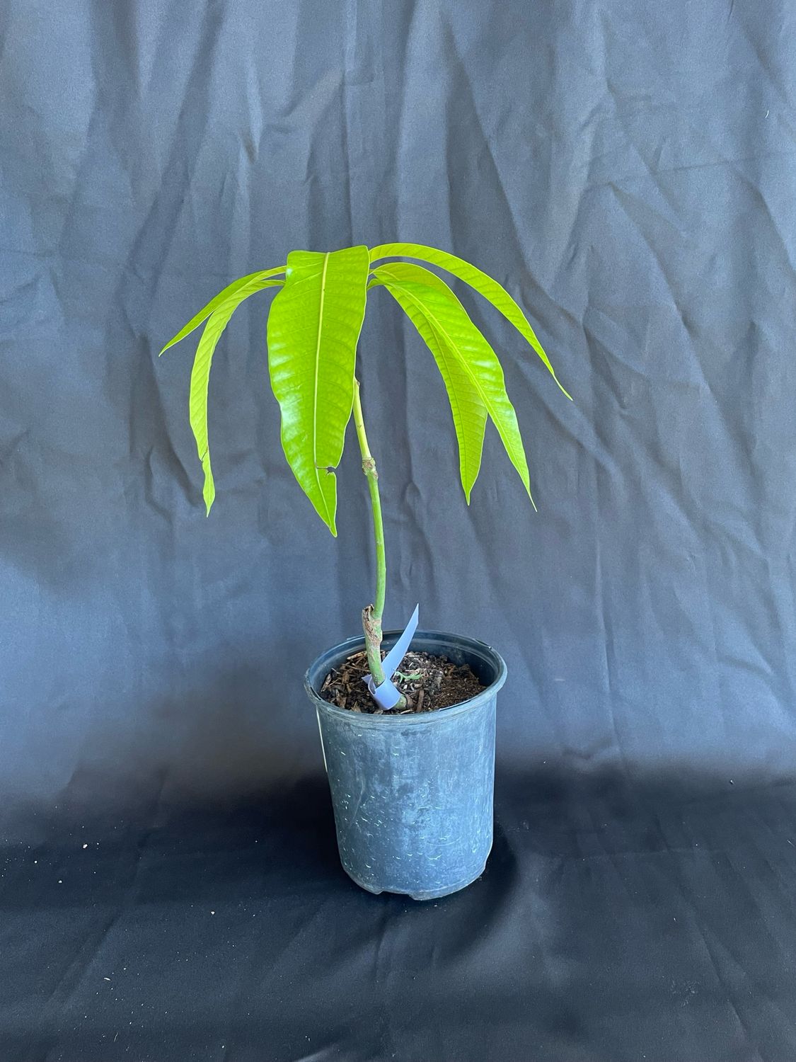 Mango - Pickering (Mangifera indica), 1 Gal