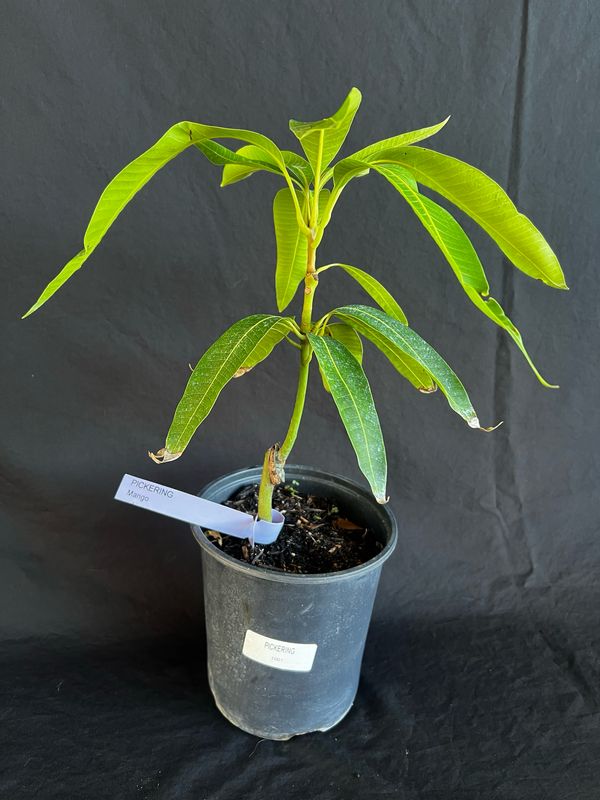 Mango - Pickering (Mangifera indica), 1 Gal