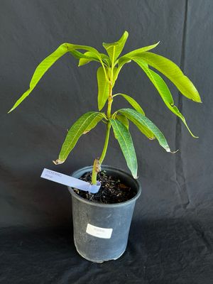 Mango - Pickering (Mangifera indica), 1 Gal