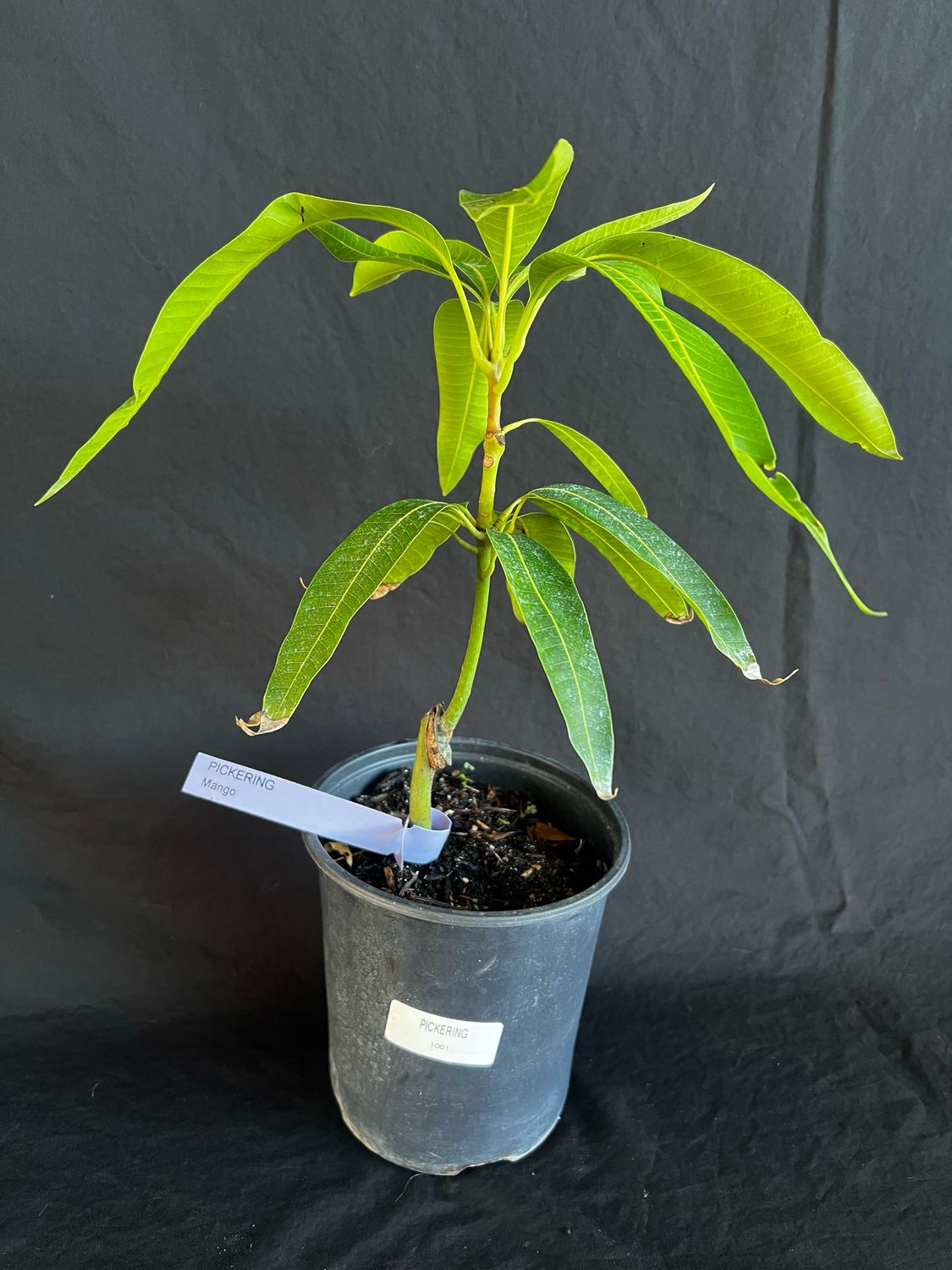 Mango - Pickering (Mangifera indica), 1 Gal