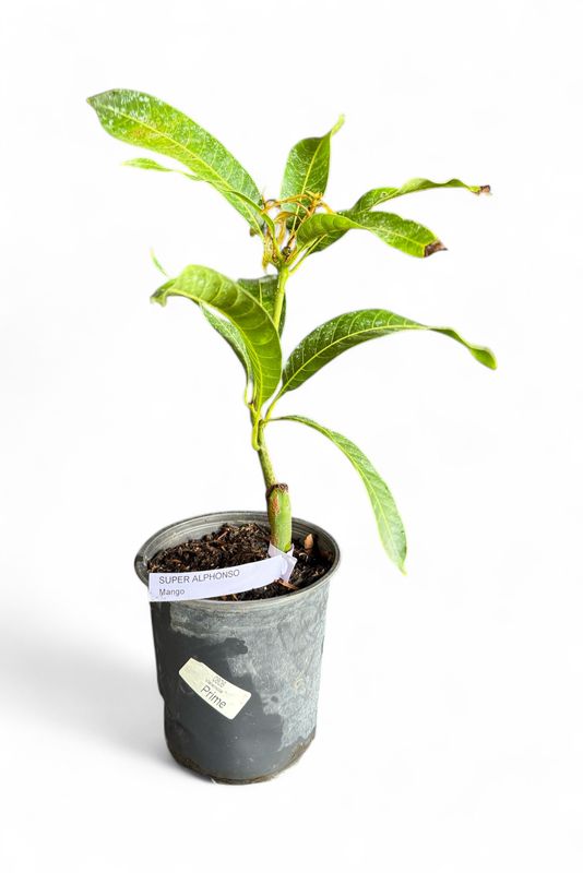 Mango - Super Alphonso (Mangifera indica), 1 Gal