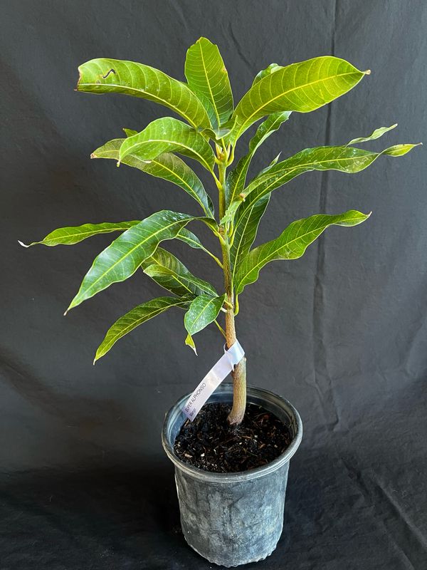 Mango - Super Alphonso (Mangifera indica), 1 Gal