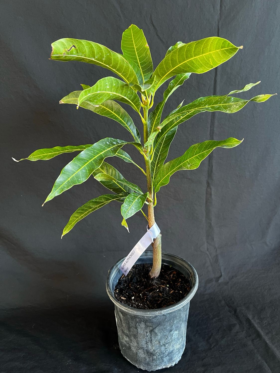 Mango - Super Alphonso (Mangifera indica), 1 Gal