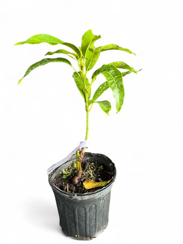 Mango - Carrie (Mangifera indica), 1 Gal