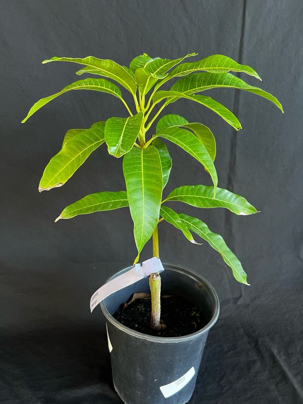 Mango - Carrie (Mangifera indica), 1 Gal